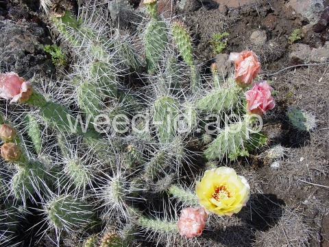 pricklypear, plains